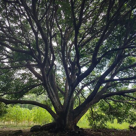 Finca Mystica Mérida 外观 照片