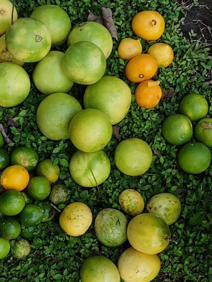 Finca Mystica Mérida 外观 照片