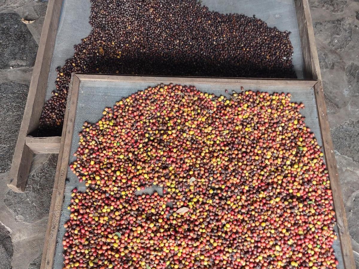 Finca Mystica Mérida 外观 照片