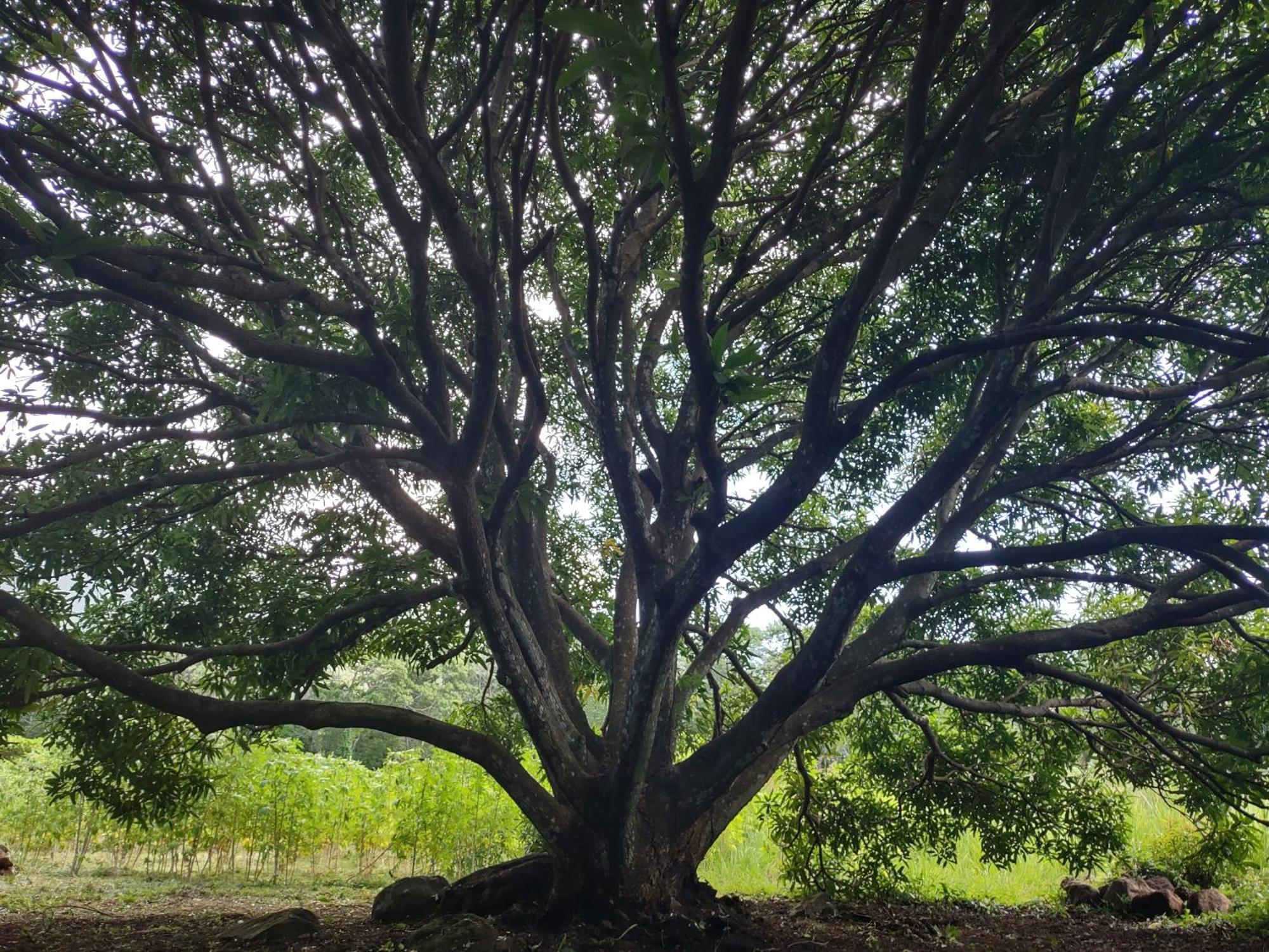 Finca Mystica Mérida 外观 照片